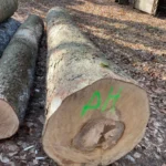 Ahornstammholz – 1 LKW-Ladung (50 rm) – PEFC