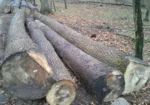 Eschenstammholz – 5 LKW-Ladungen (250 rm) – PEFC-zertifiziert – Bild 3