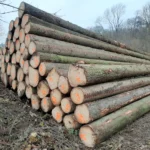 Fichtenstammholz – 2 LKW-Ladung (100 rm) – PEFC-zertifiziert