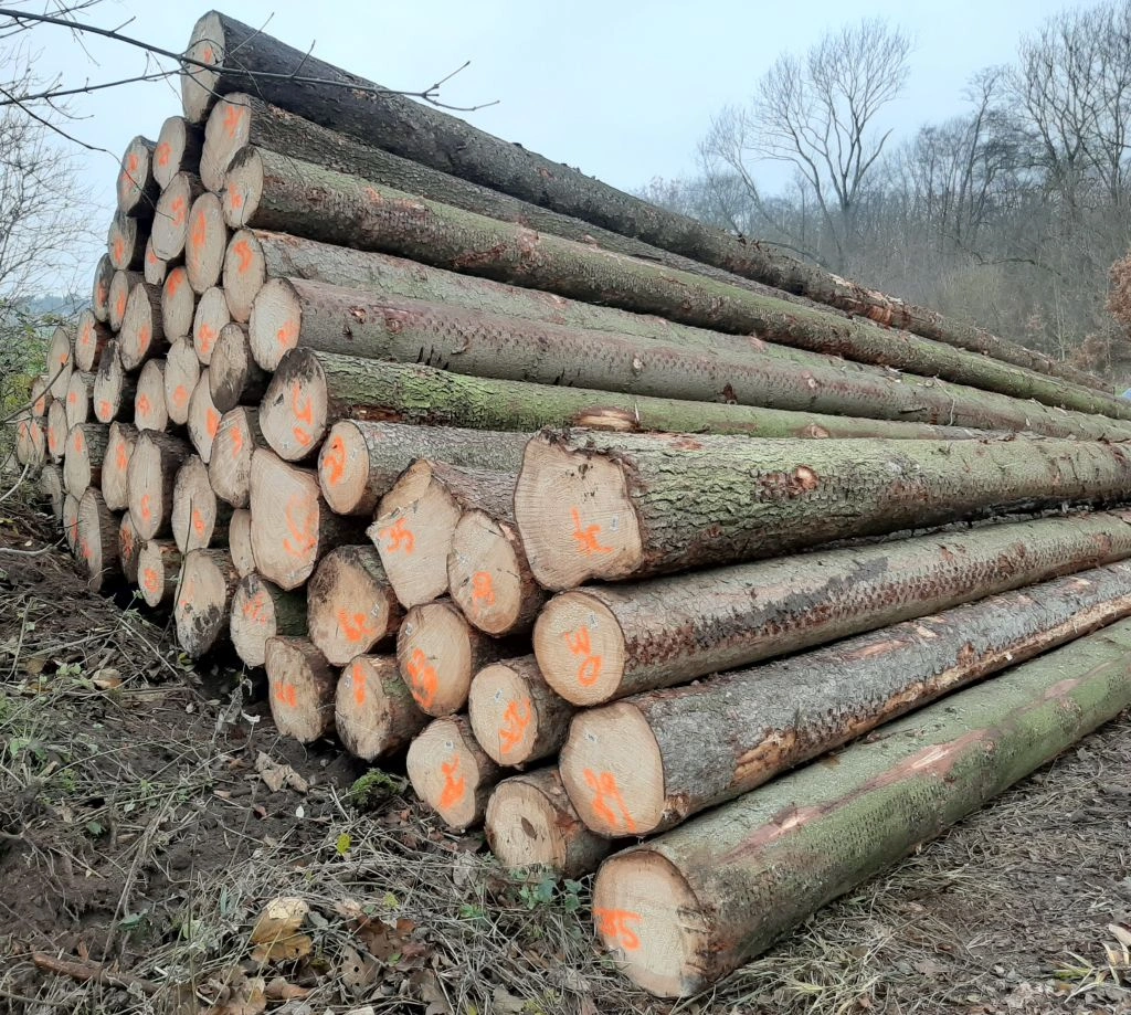 Fichtestammholz