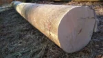 Buchenstammholz – 3 LKW-Ladungen (150 rm) – PEFC-zertifiziert – Bild 2