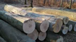 Buchenstammholz – 3 LKW-Ladungen (150 rm) – PEFC-zertifiziert – Bild 3