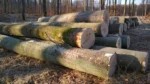 Buchenstammholz – 3 LKW-Ladungen (150 rm) – PEFC-zertifiziert – Bild 4