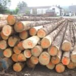 Laub-Hartholz Stammholz (gemischt) – 1/2 LKW-Ladung (25 rm) – PEFC-zertifiziert