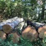 Berken Stamhout – 3 vrachtwagenladingen (150 rm) – PEFC-gecertificeerd