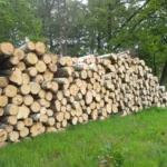 Birkenstammholz – 1 LKW-Ladung (50 rm) – PEFC-zertifiziert