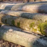 Beuken Stamhout – 2 vrachtwagenladingen (100 rm) – PEFC-gecertificeerd